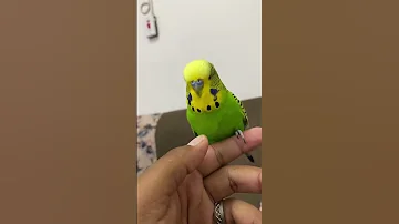 طير بادجي متكلم 