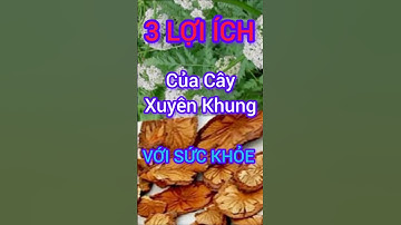 3 Lợi Ích Bất Ngờ Của Cây Xuyên Khung Có Thể Bạn Chưa Biết #dinhduong #health #suckhoe