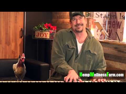 The singing Chicken is back!
