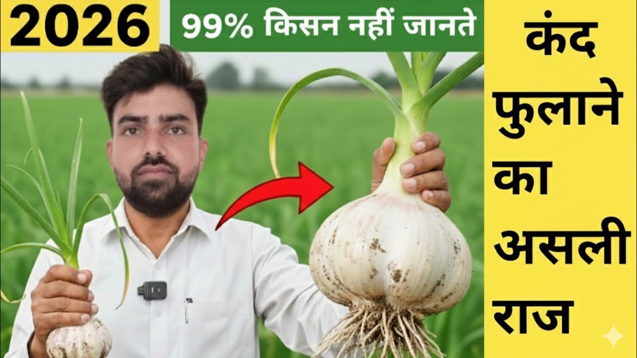 लहसुन में डाल दो यह चमत्कारी चीज कंद बनेगा मोटा तगड़ा | lahsun ke kand ko mota kaise kare