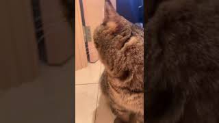 おはようの伸び〜が可愛すぎる猫#shorts