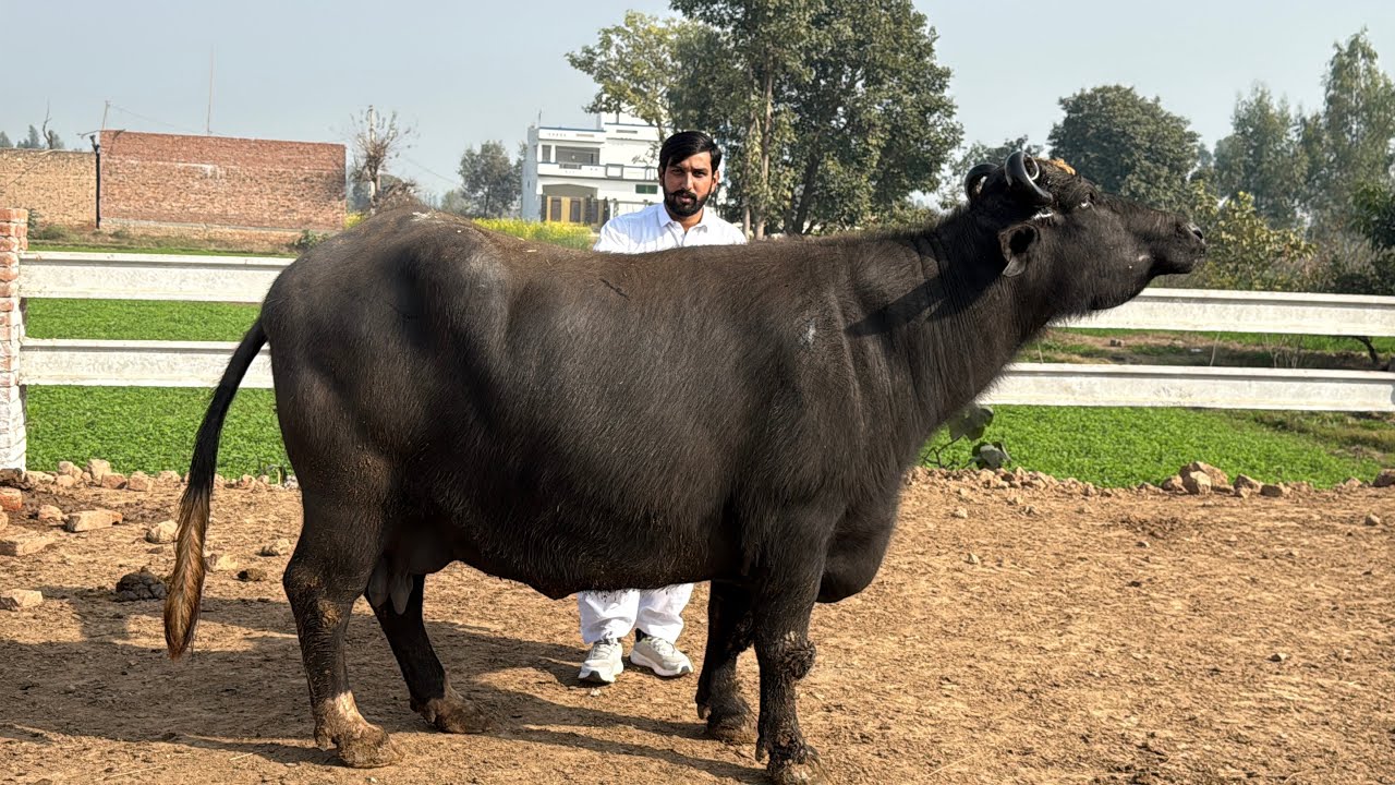 Beautiful High Milking Buffaloes ||  New Entry Jutt Cattle Farm Sarghoda || Pak Buffalo Tv 