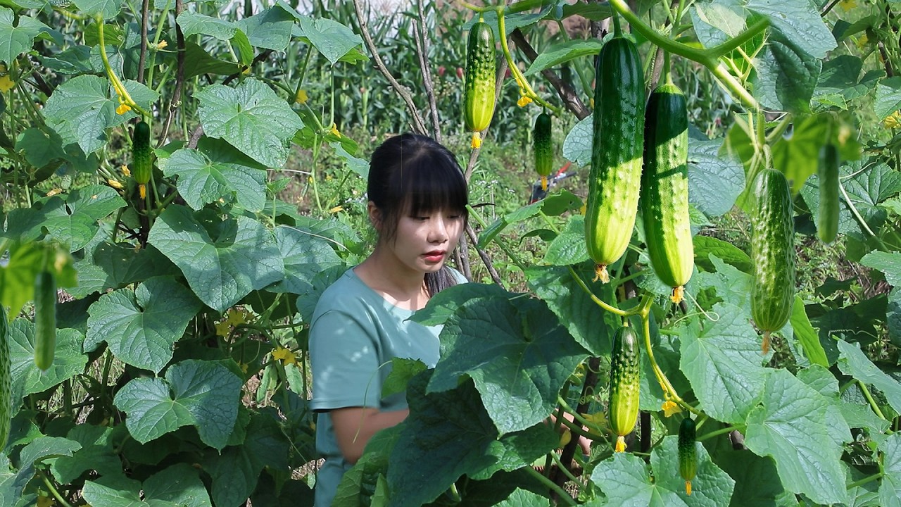 【二米炊烟】Chili Pepper 辣椒四季的百变吃法：辣椒粉、辣椒油、腌辣椒酱、火锅串串、酸汤火锅、都是美味！