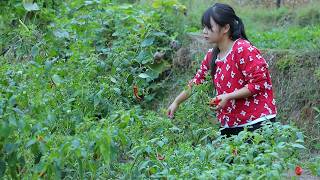 Download Lagu 【二米炊烟】Chili Pepper 一場與時間的約定，記錄辣椒的1000萬種滋味 MP3