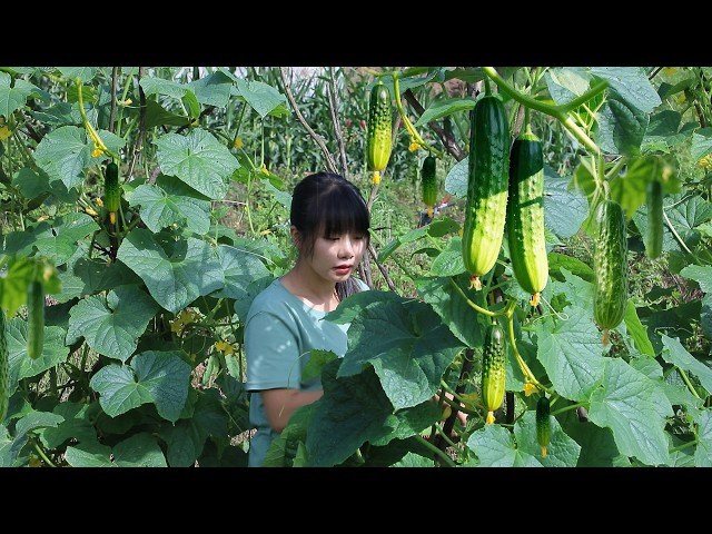 【二米炊烟】Chili Pepper 辣椒四季的百变吃法：辣椒粉、辣椒油、腌辣椒酱、火锅串串、酸汤火锅、都是美味！