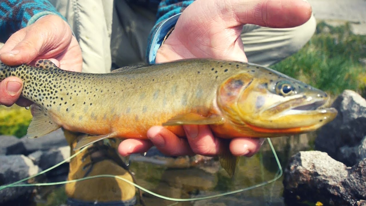 Solo Backpacking to Fish for Alpine Lake Cutthroat Trout in the Montana Backcountry