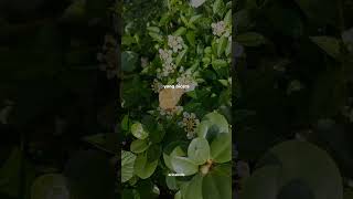 Kupu Kupu Lirik  Tiara Andini