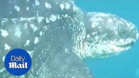 Amazing moment divers saved sea turtle from fishing net - Daily Mail