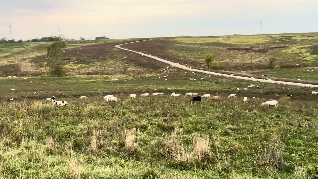 Давайте обсудим предстоящий сезон разведения шерстистых овец
