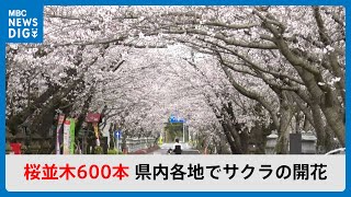 桜並木 かしの森公園周辺の桜並木 - 芳賀町の樹木｜栃ナビ！