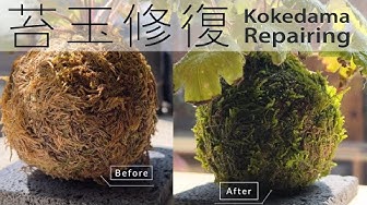 苔玉 Youtube