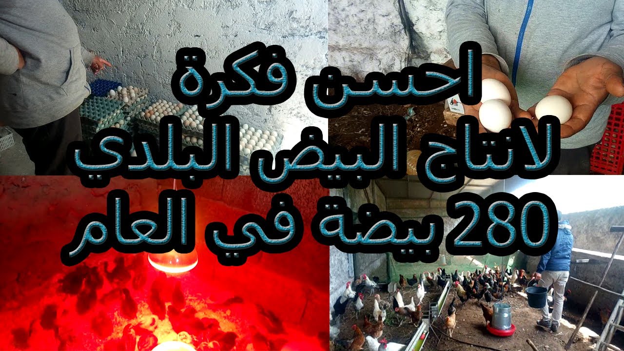 احسن فكرة مشروع دجاج بلدي بياض .كتر من 280 بيضة في العام .عند الاخ عبد الواحد من ازمور0612104036