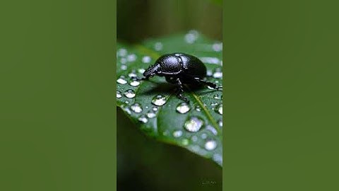 Gleaming Beetle Crawl simple compose