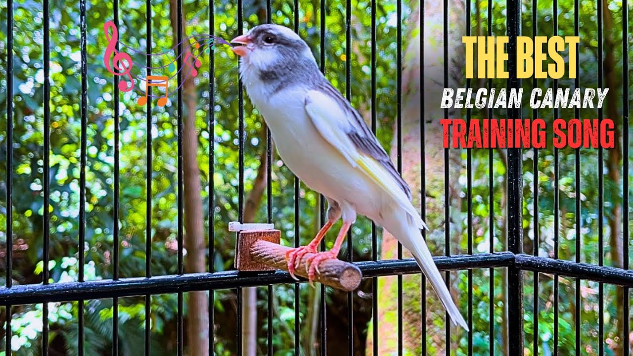 The Best Canary Sound!! Belgian Canary Training Singing