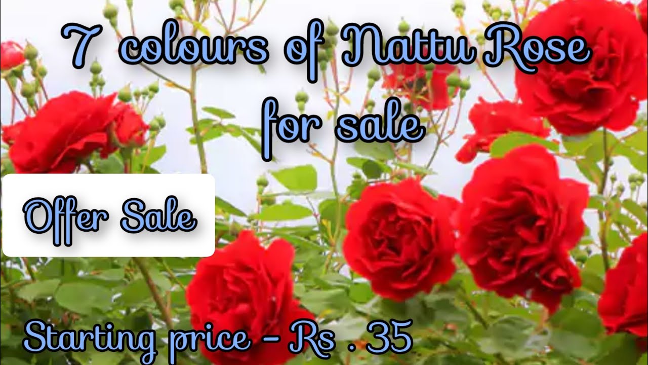 7 colours of Nattu Rose for sale . Offer sale , starting price Rs 35 / Sale by 