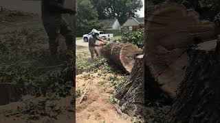 The Last Stump For Today stumpgrinding stumpgrinder treeremoval tree