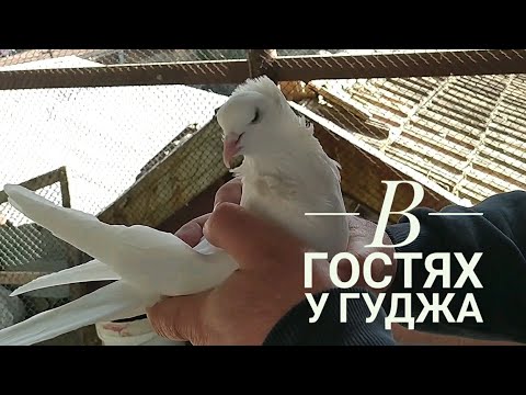 Бойные Голуби. Нахаловка,
