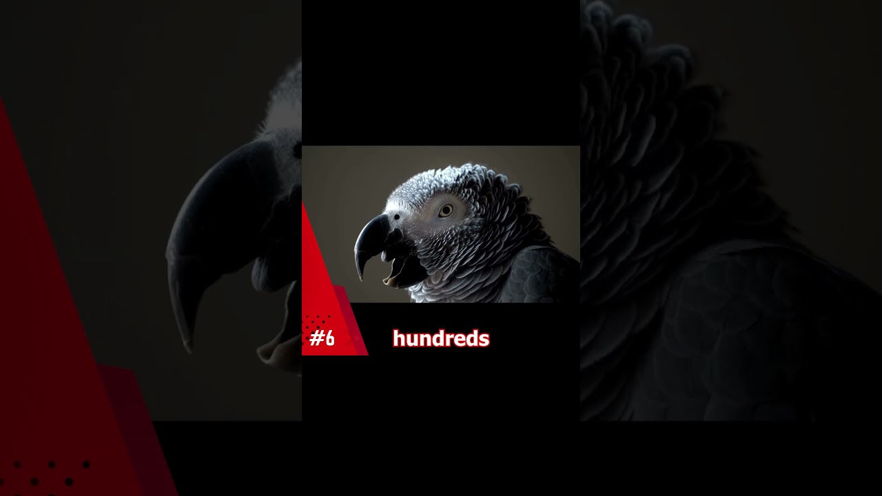 10 Smartest Animals in the world #top10 #animals #facts #wildlife