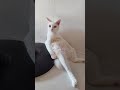 SI MEONG ODD EYE 👍👍🤣