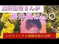 何と!桑田佳祐さんがラジオで風さんを紹介。このチャンネルの視聴者様の変化