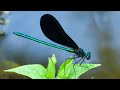 Ebony Jewelwings, My Favorite Damselfly!