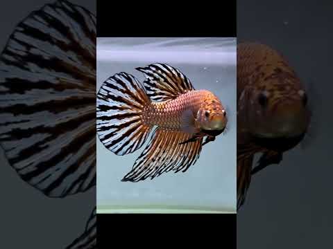 Longfin Alien Copper Betta – Rare Metallic + Expensive