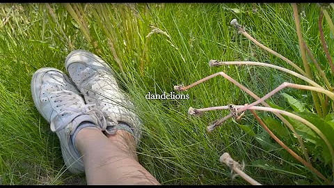dandelions