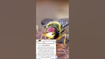 سورة الحج #*"يَا أَيُّهَا النَّاسُ ضُرِبَ مَثَلٌ فَاسْتَمِعُوا لَهُ#الشيخ  ماهر المعيقلي #