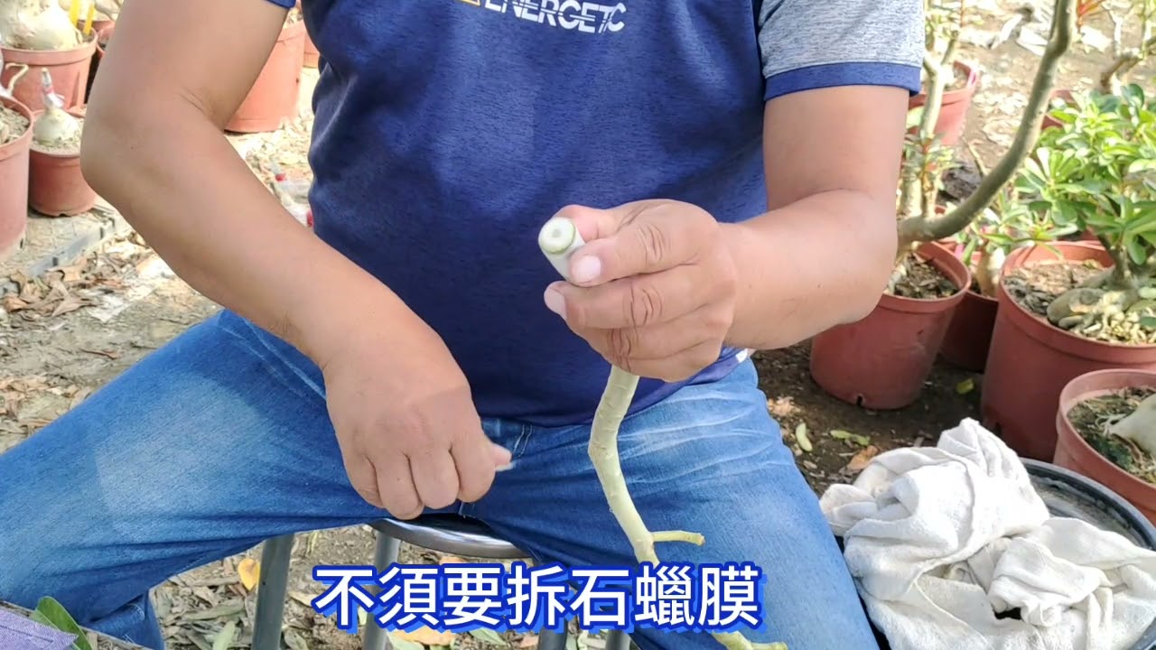 #沙漠玫瑰扦插教學