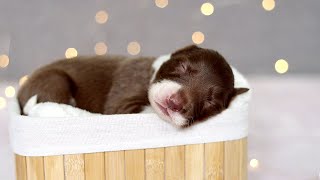 ♡ Justy X Fox puppies: 0-4 weeks! ♡  Allstar Paws 'C' Border Collies by Freestyle Paws 897 views 6 months ago 4 minutes, 55 seconds