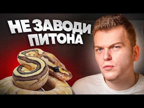 ПОСМОТРИ перед тем как заводить Королевского ПИТОНА.