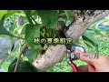 柿の夏季剪定#1
