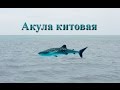 Русская Рыбалка 3.99 Акула китовая