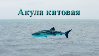 Русская Рыбалка 3.99 Акула китовая