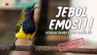 Emosi Langsung Jebol Untuk Sogon Malas Bunyi #pancingansogon #sogonmania 