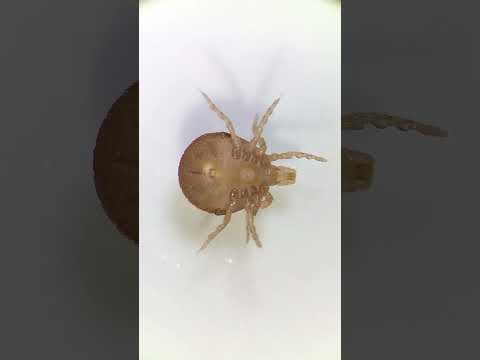 This TICK survived a WEEK with no food or water... But That's Not Even the Crazy Part.
