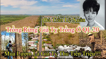 Bà Trần Lệ Xuân trồng rừng Giá Tỵ ở QL 20 để làm gì? Kiếm tiền triệu nhờ nghề lượm lá Giá tỵ.
