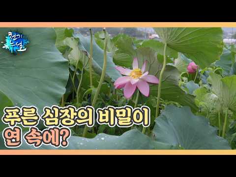 Is the secret to the Blue Heart hidden in the lotus? MBN 09/04/26 Broadcast