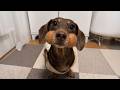 Funniest Dogs Being Absolutely Hilarious! 🤣 Funny ANIMAL Videos 2026! Mp3 Song
