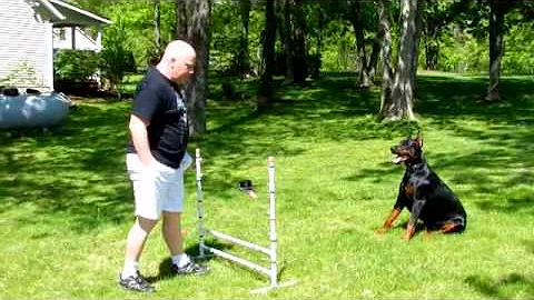 Darrin Bradley doberman training