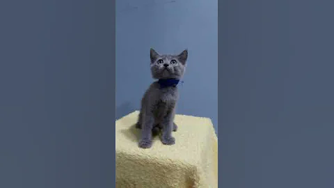 Video 11294821: british kitten, british hair, pets