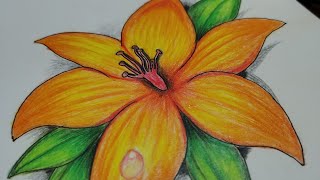 Pencil colour drawing / most beautiful flower 🌻 drawing tutorial/ colour pencil drawing with steps