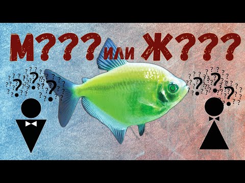 Как отличить самку от самца у Тернеций Глофиш (GloFish)