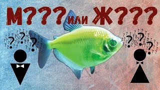 Как Отличить Самку От Самца У Тернеций Глофиш (Glofish)