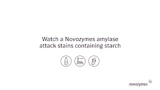 See a starch stain disappear with a Novozymes amylase