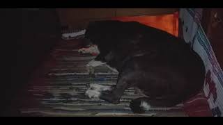 life with dog. dog tries to avoid sharing bed. dog sleeping ?? dog asleep. dog hijack my bed, pillow