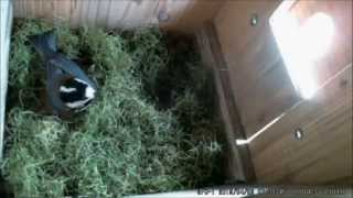 巣箱の入居者決定