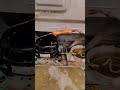 Refrigerator clean with nitrogen || fridge nitrogen flushing || #technology #viral #viralvideo