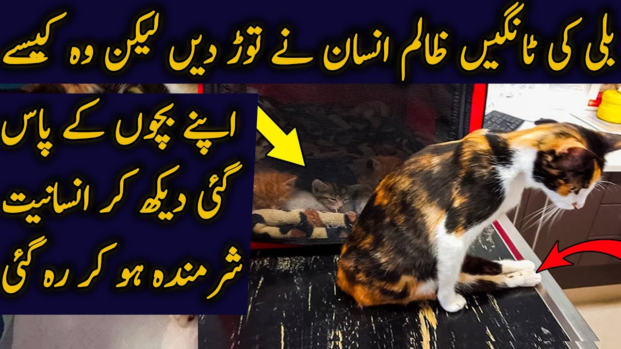 Paralyzed Mother Cat Drags Herself to Save Her Kittens اُردو YouTube