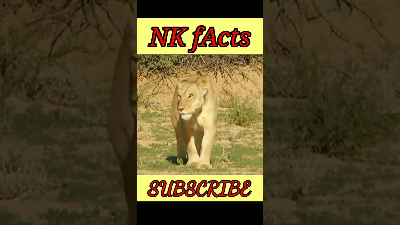 शेरनी का दूध पीने से क्या होगा 😱😯 